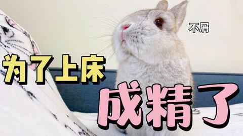 娱乐吃瓜兔子,揭秘娱乐圈那些不为人知的幕后故事